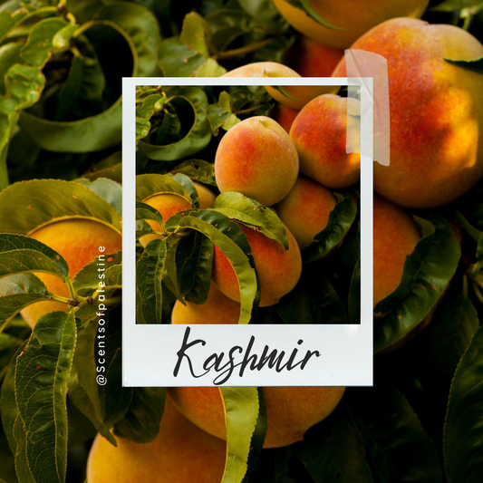 Kashmir Candle- Peach Mango