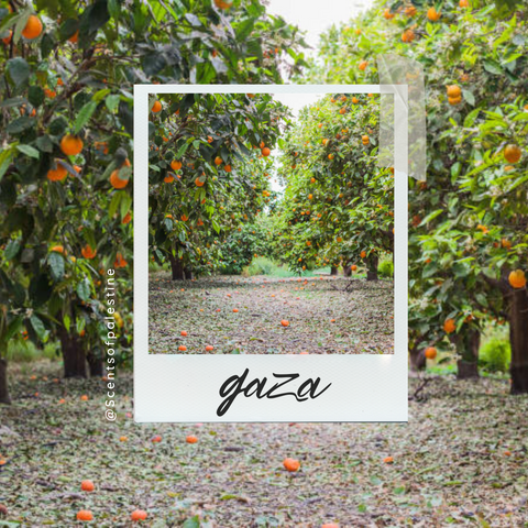 Gaza Candle-Citrus Agave