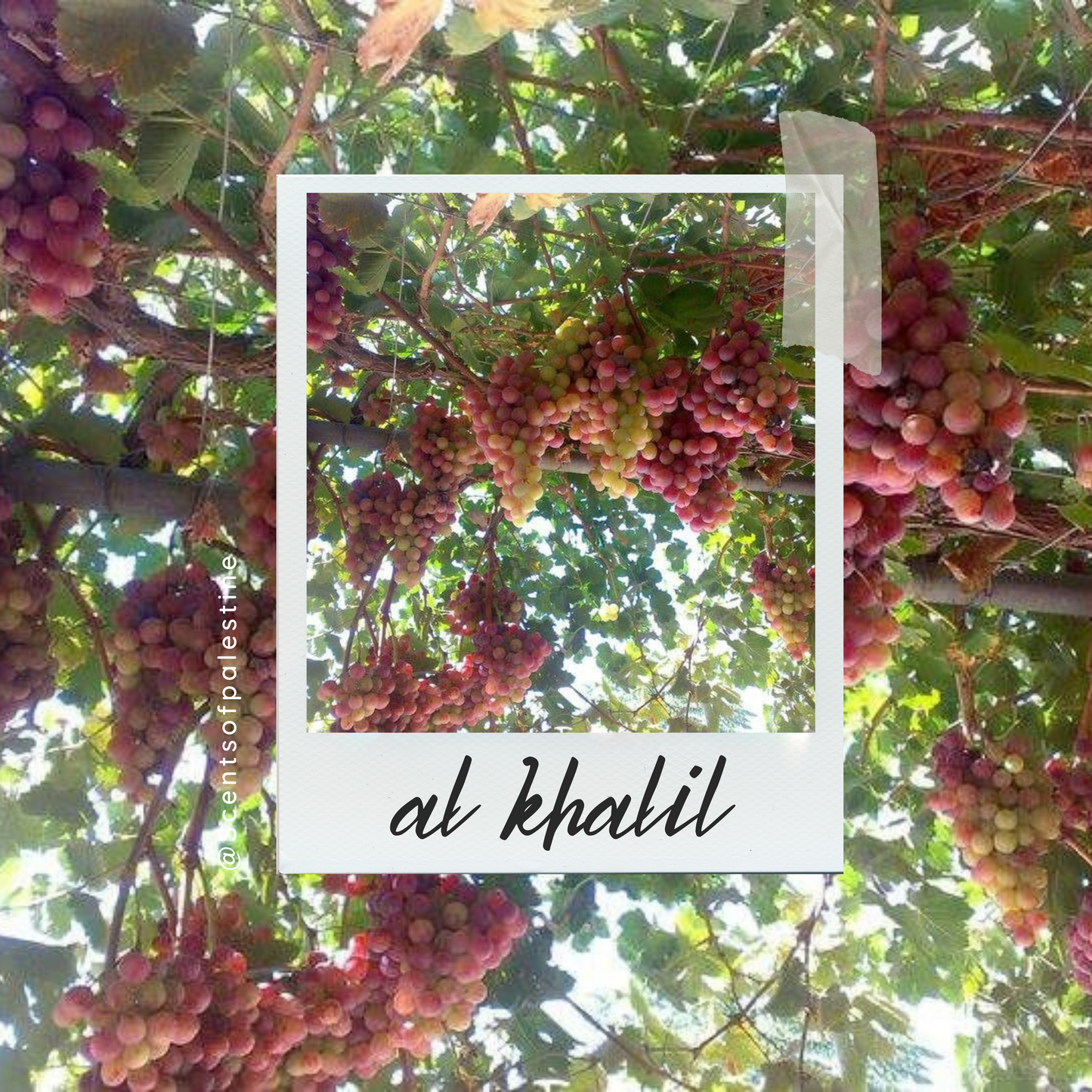 Al Khalil Candle-Vineyard