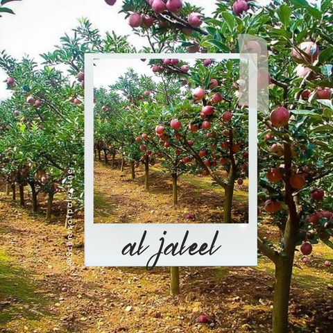 Al Jaleel Candle-Macintosh Apple