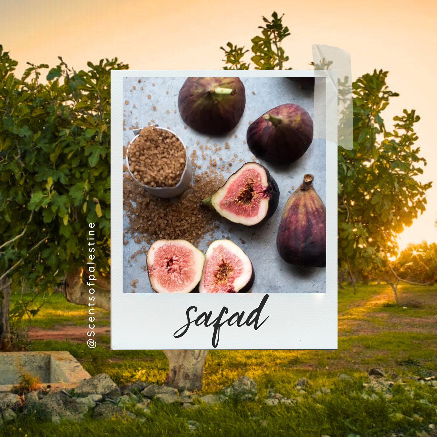 Safad Candle-Brown Sugar Fig